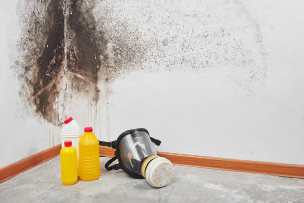 Best Fast Mold Removal  in Tower City, PA