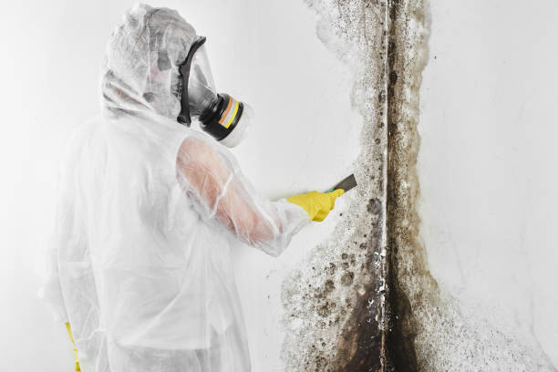 Tower City, PA Mold Removal Company