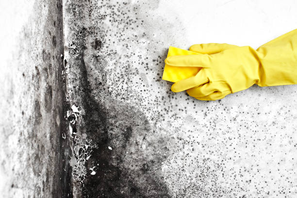 Best Affordable Mold Removal  in Tower City, PA