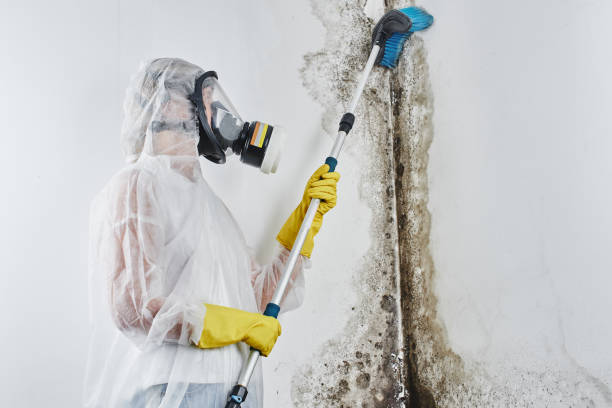 Mold Removal Process in Tower City, PA