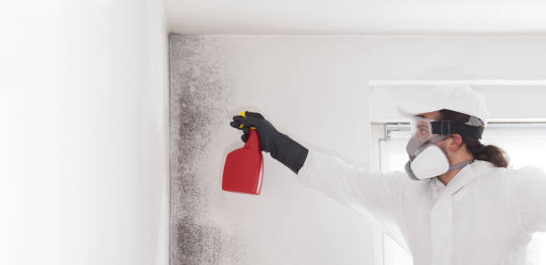 Best Best Mold Removal Companies  in Tower City, PA