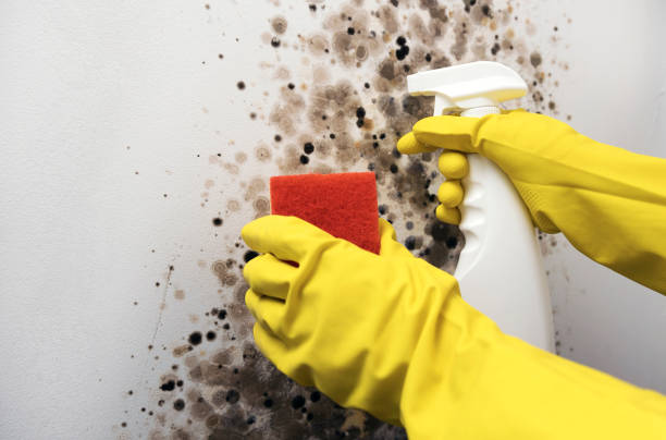 Best Office Mold Removal Services  in Tower City, PA